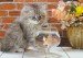 Perská kočka 1.jpg