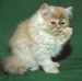 Perská kočka 4.jpg